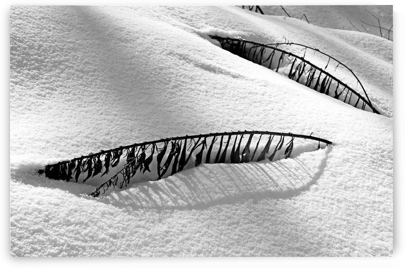 Snowbound by Deb Oppermann