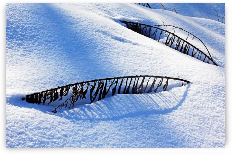 Snowbound II by Deb Oppermann