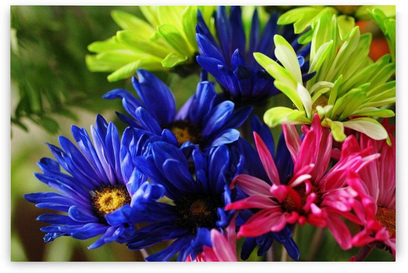 Vibrant Chrysanthemums by Deb Oppermann