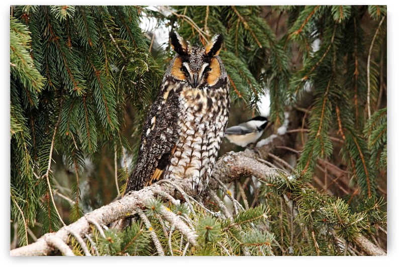 Brave Chickadee by Deb Oppermann