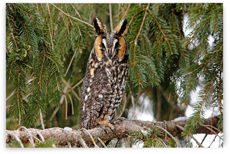 Long Eared Owl by Deb Oppermann