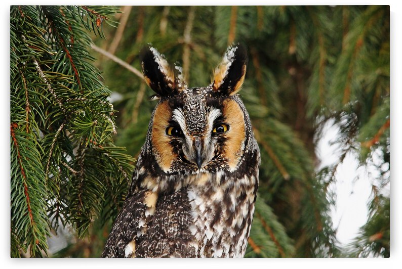 Stare Down by Deb Oppermann