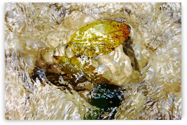 Caught On Rocks Damajagua River by Deb Oppermann