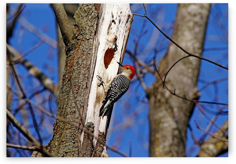 Red Bellied Woodpecker by Deb Oppermann