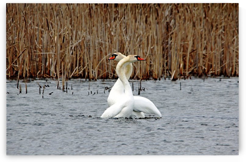 Double S Love by Deb Oppermann