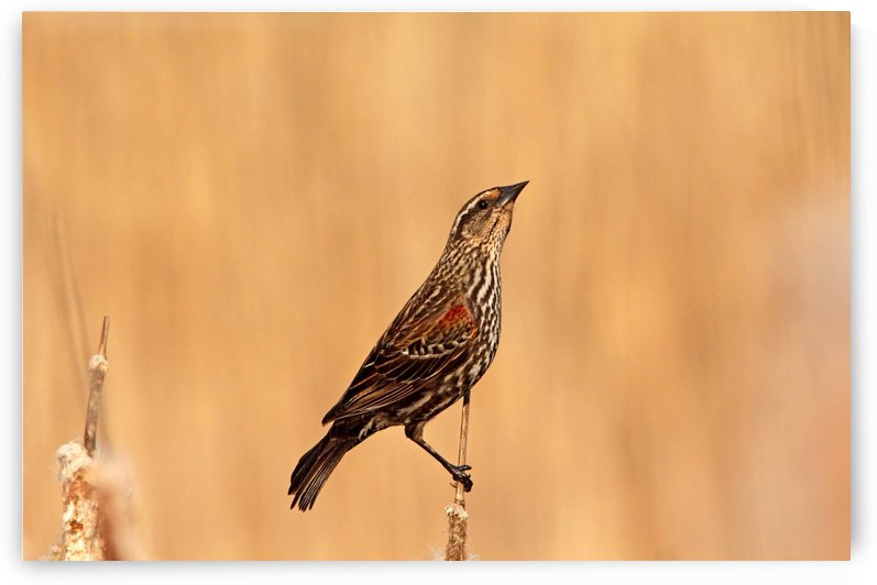 Queen Of The Pond by Deb Oppermann