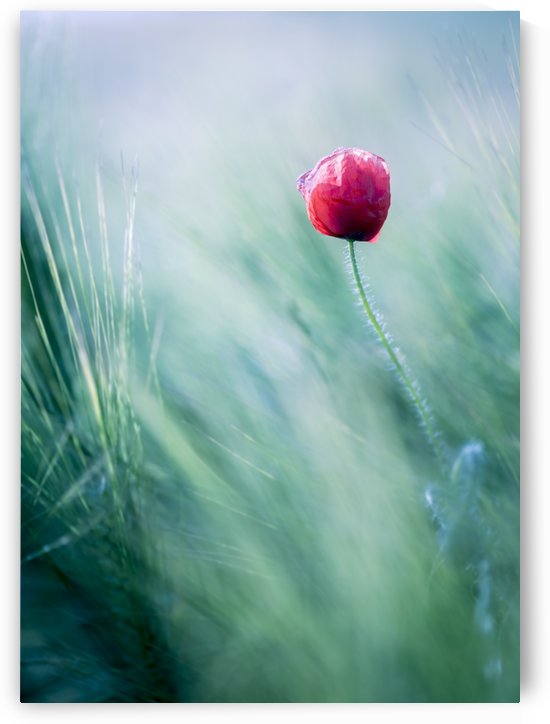 Lost in Paradise ... by Mélodie Schaeffer