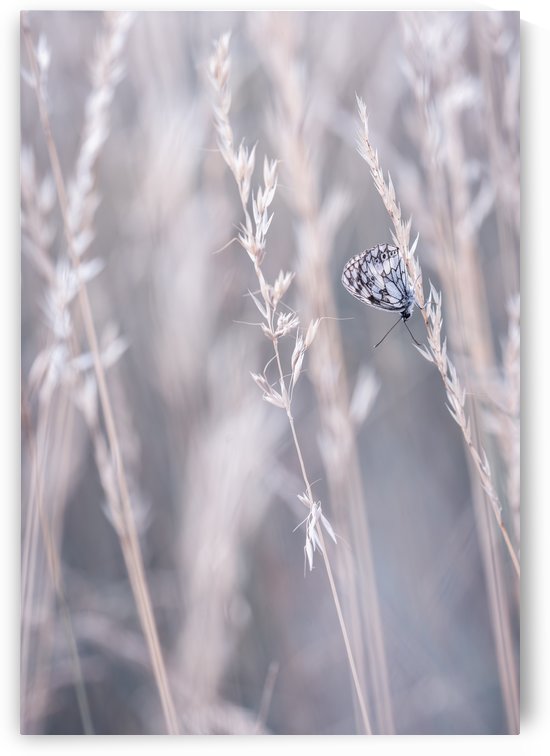 Summer breeze... by Mélodie Schaeffer