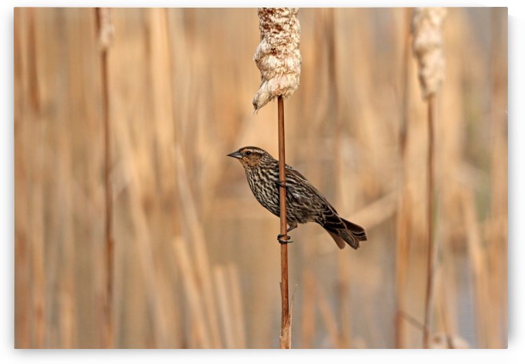 Spring Female Red Winged Blackbird by Deb Oppermann
