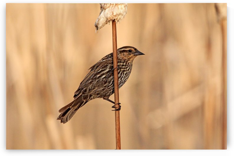 The Lady Blackbird by Deb Oppermann