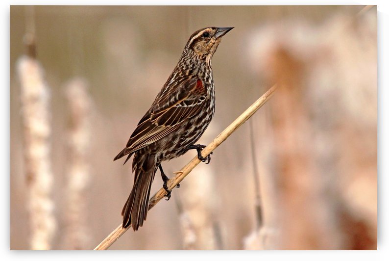 The Queen by Deb Oppermann