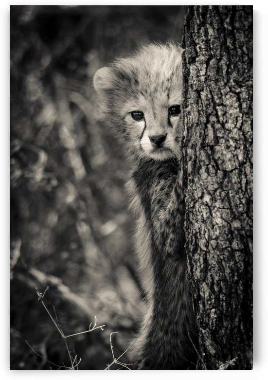 Shy but Curious by JADUPONT PHOTO