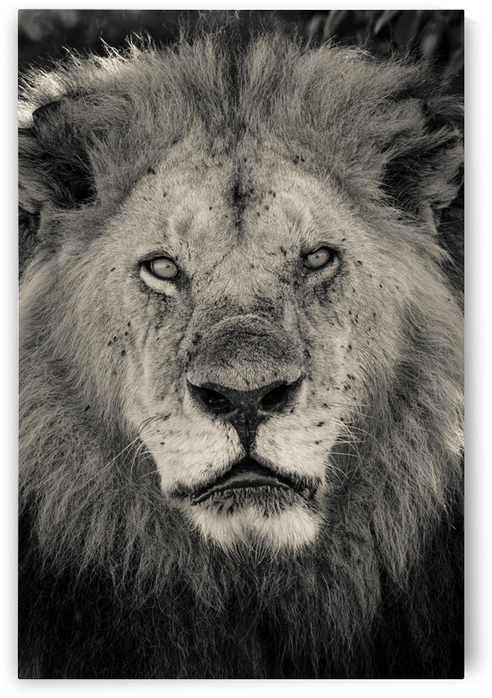 The King of South Africa - 2 by JADUPONT PHOTO