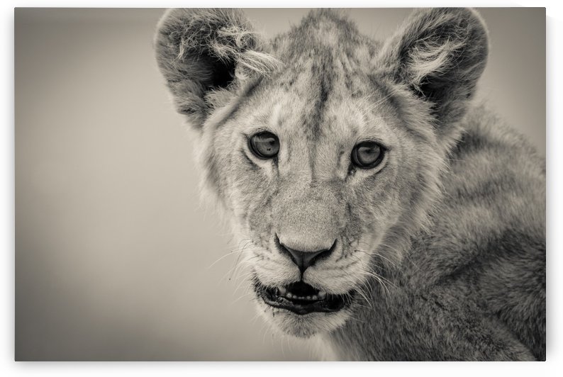 Little Prince - 2  by JADUPONT PHOTO