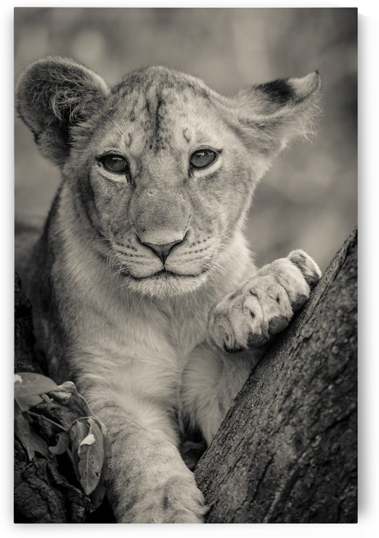 Little Prince by JADUPONT PHOTO