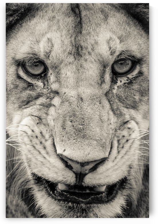 Grrrr by JADUPONT PHOTO