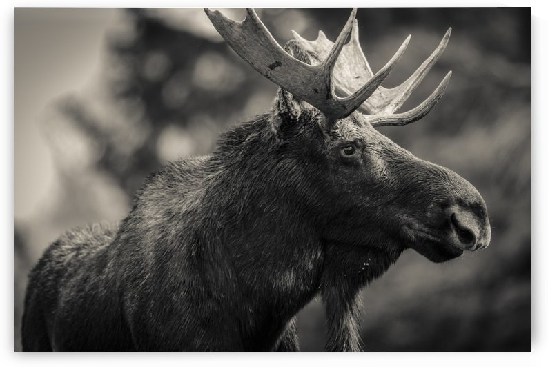 Moose Portrait - 2 by JADUPONT PHOTO