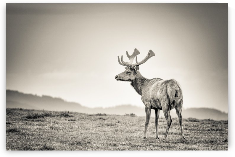 Tule Elk by JADUPONT PHOTO