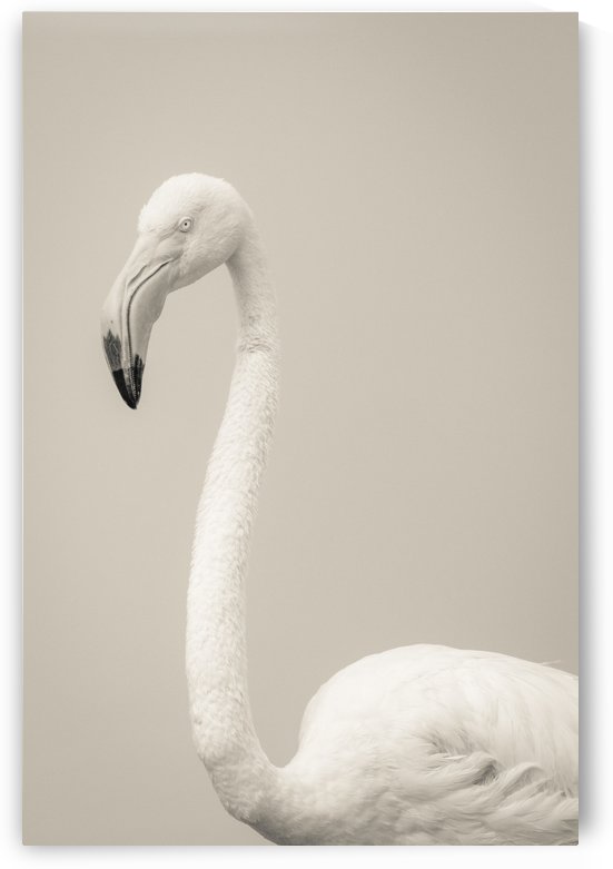 Fluffy by JADUPONT PHOTO
