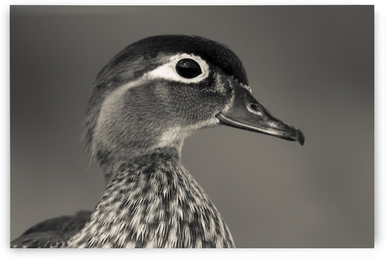 Wood Duck by JADUPONT PHOTO