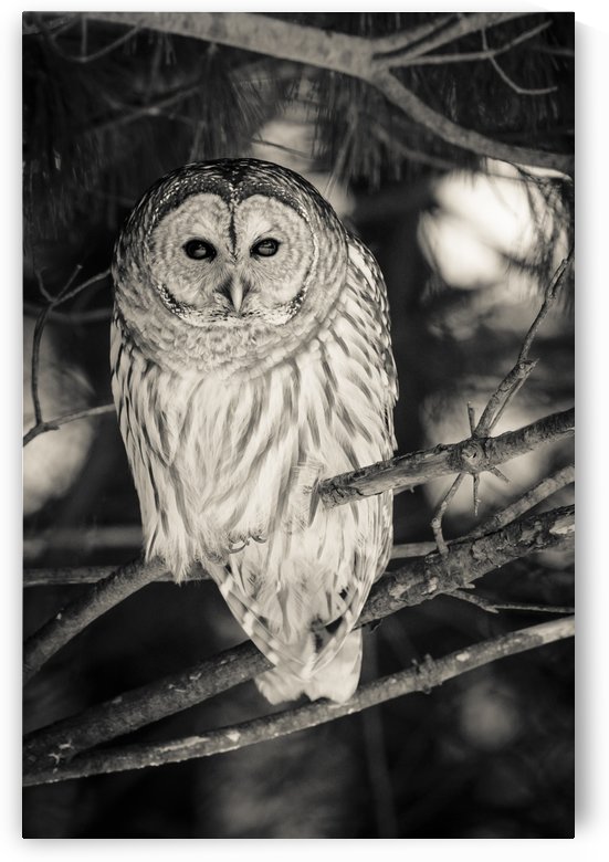 Spotted Owl - 2 by JADUPONT PHOTO