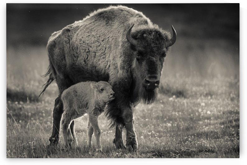 Bison love by JADUPONT PHOTO