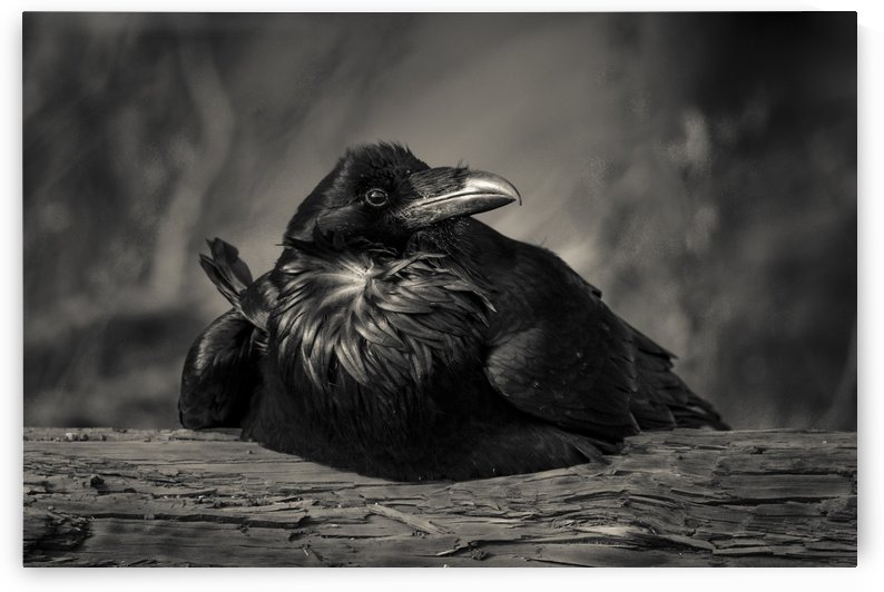 Jabba the Raven by JADUPONT PHOTO