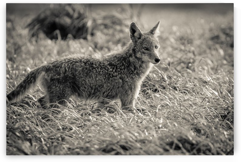 Coyote  by JADUPONT PHOTO