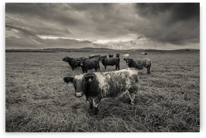 Cowscape by JADUPONT PHOTO