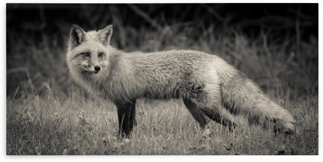 Red Fox by JADUPONT PHOTO