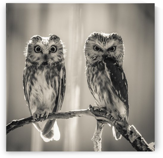 The Odd Couple - B&W by JADUPONT PHOTO