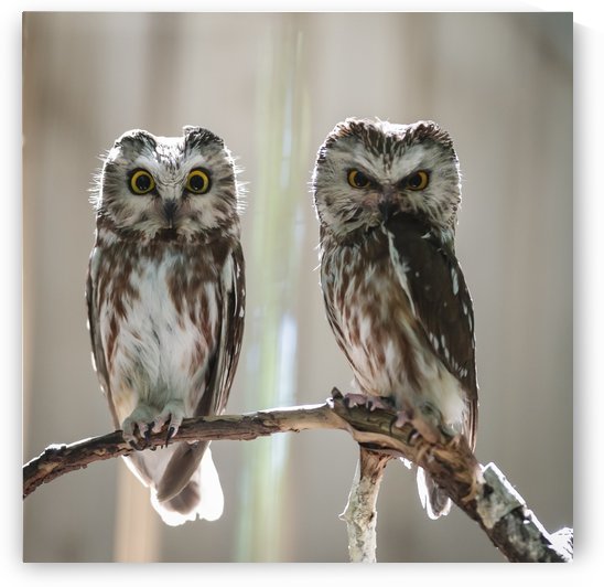 The Odd Couple - color by JADUPONT PHOTO