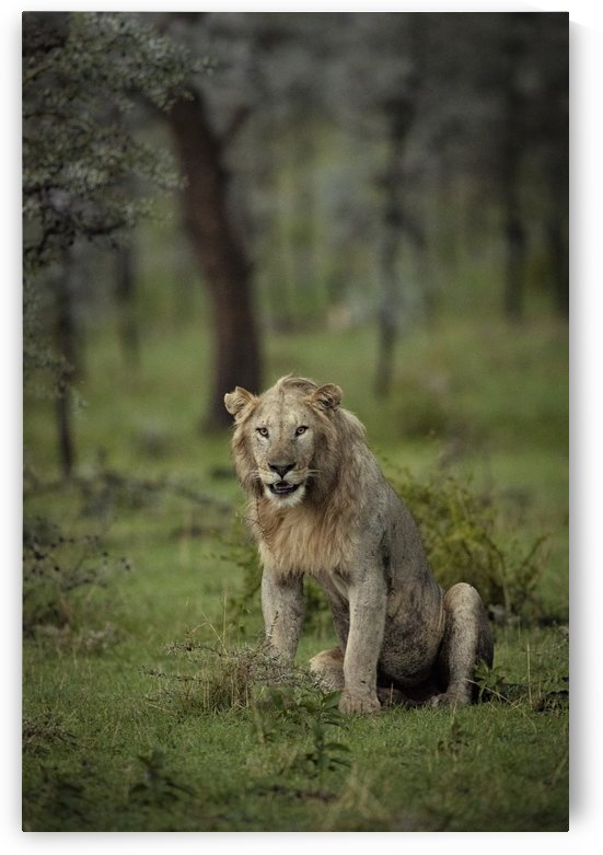 Lion under Rain by www.jadupontphoto.com by JADUPONT PHOTO