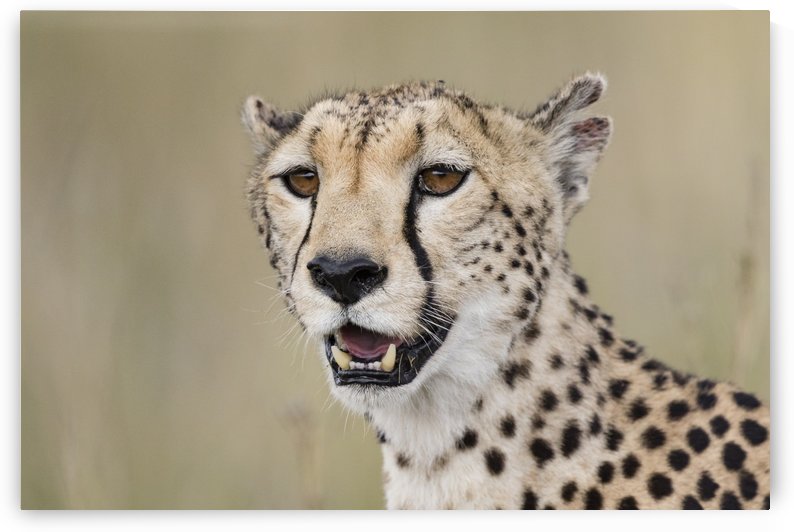 Cheetah Portrait by www.jadupontphoto.com by JADUPONT PHOTO