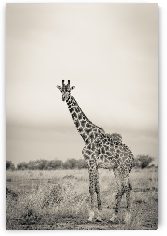 Majestic Giraffe by www.jadupontphoto.com by JADUPONT PHOTO