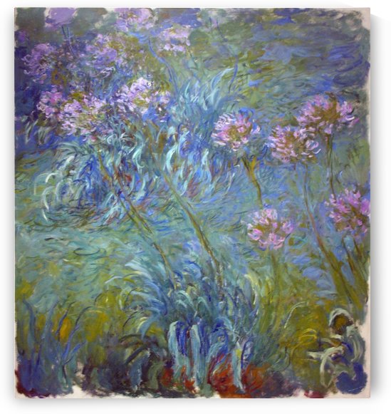 Agapanthus by Claude Monet