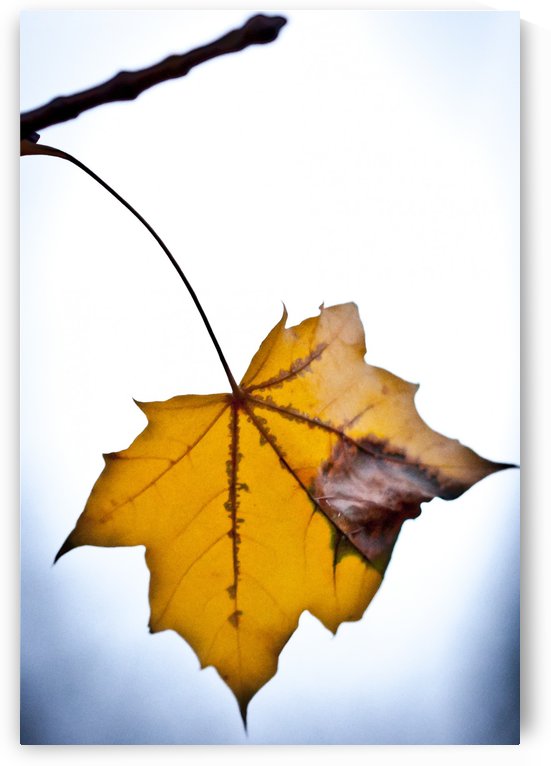 Nature 020 by Nicolas Gorse