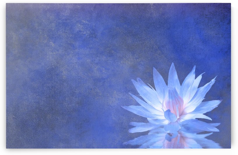 Lotus Blossom by Bruce Rolff