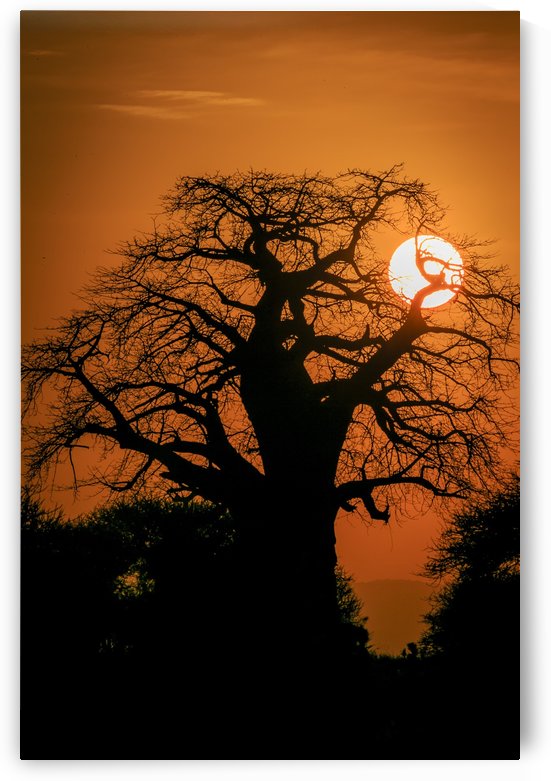 Baobab Sunset by JADUPONT PHOTO