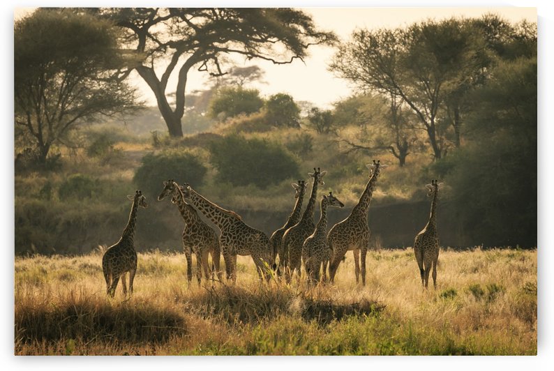 _49R8818 by JADUPONT PHOTO