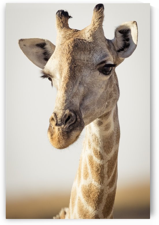 164A0098 by JADUPONT PHOTO