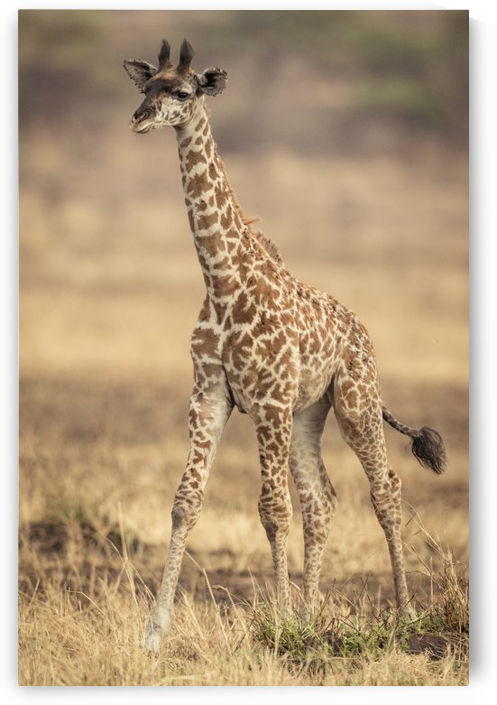 Little Girafe by JADUPONT PHOTO