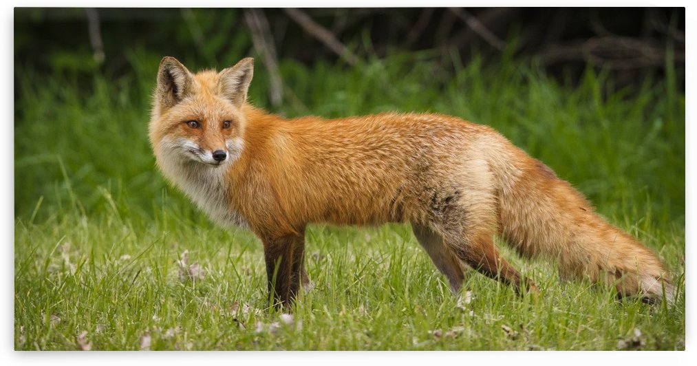Red Fox Beauty by JADUPONT PHOTO