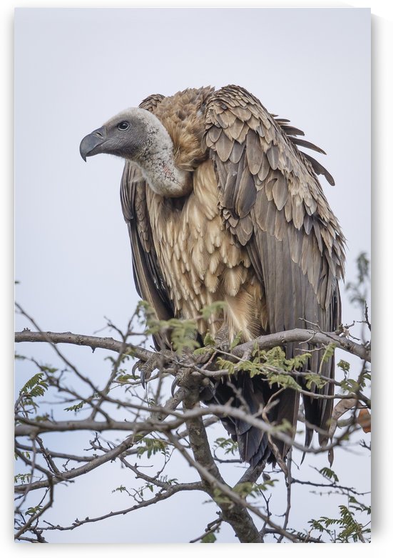 Vulture by JADUPONT PHOTO
