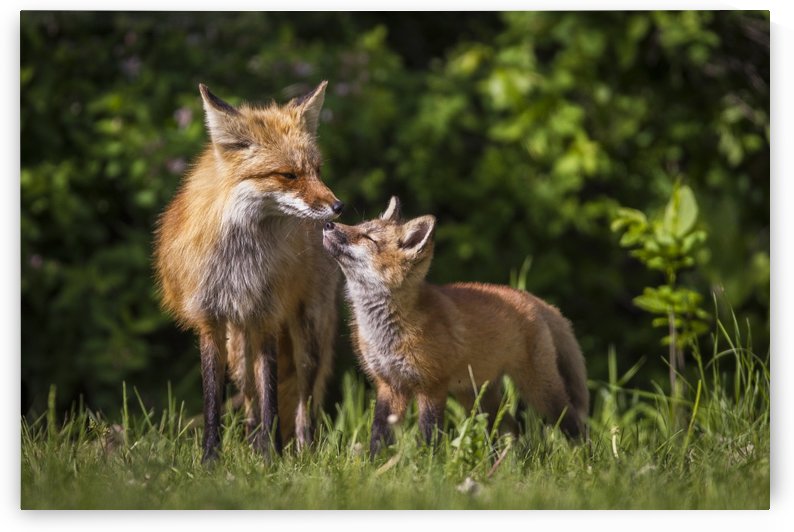 Motherly Love- 2 by JADUPONT PHOTO