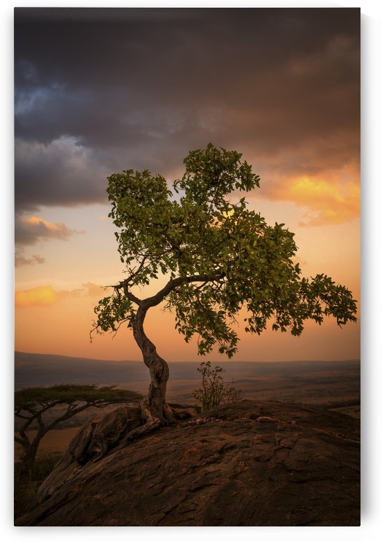 Tree of Life by JADUPONT PHOTO