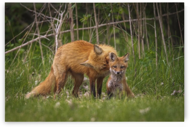 Motherly Love by JADUPONT PHOTO