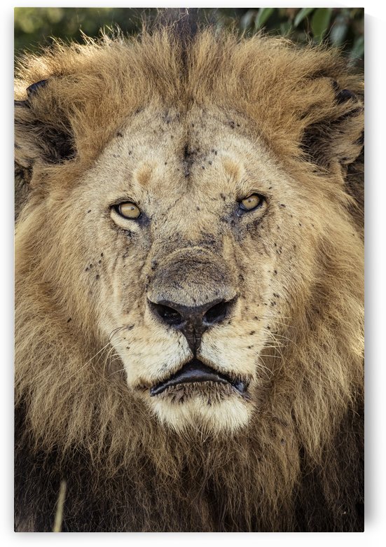 The Lion King by JADUPONT PHOTO