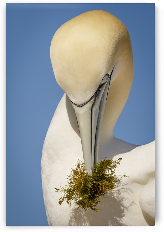 The Offering by JADUPONT PHOTO