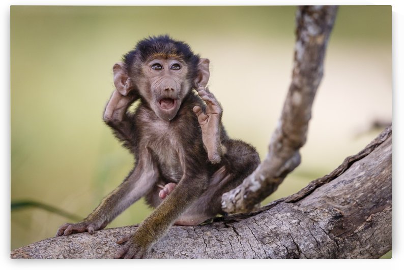 Hands-up by JADUPONT PHOTO